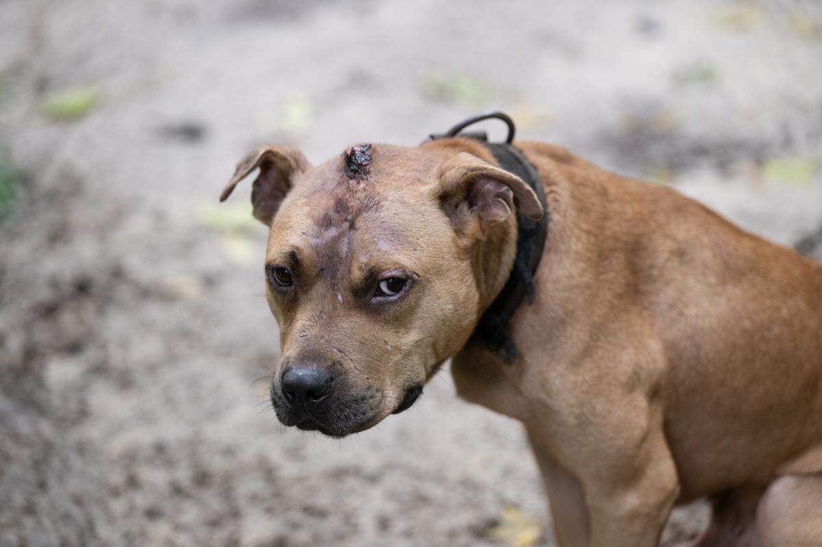 A photograph of one of the 10 dogs taken from a Seabrook home shows injuries to the animal’s head that police say are indicative of dogfighting. After searching the property of 54-year-old Spencer Moultrie the morning of Aug. 11, 2025, investigators with the South Carolina Law Enforcement Division charged the man with animal fighting and felony animal cruelty.