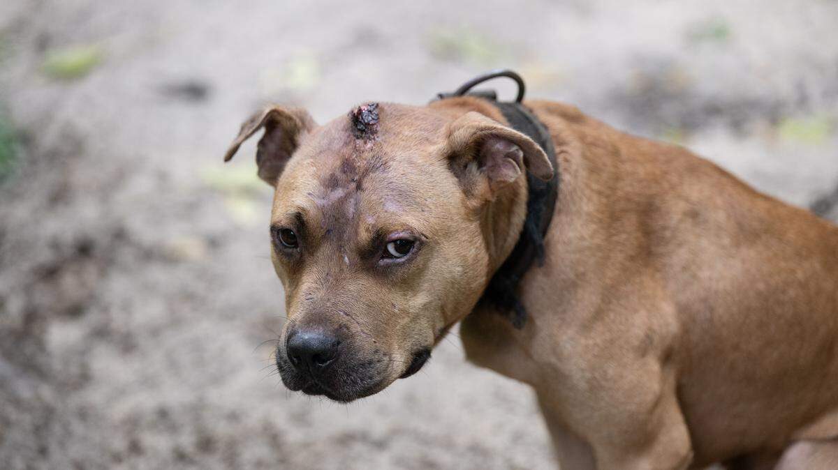A photo of a dog previously seized by SLED at a Seabrock home in 2025, after reports of animal cruelty. A Chesterfield County deputy and three others were arrested for their involvement in a dogfighting ring, Tuesday, April 28, 2026, according to SLED.