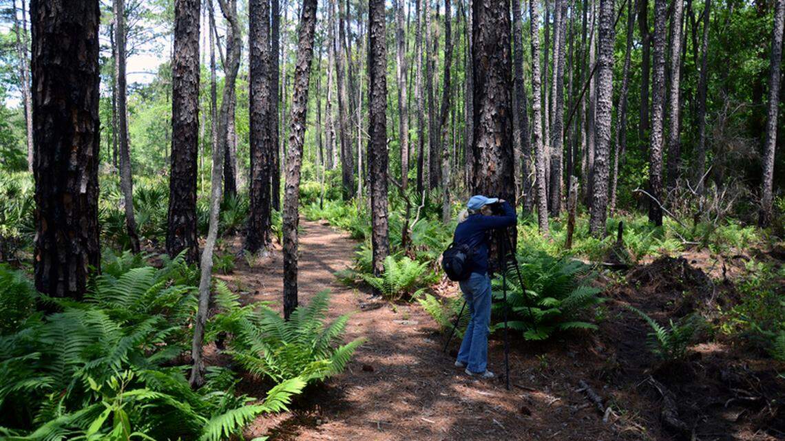 Bluffton's Kendra Natter repositions her camera before taking a shot Tuesday afternoon on one of the trails inside the Whooping Crane Pond Conservancy on Hilton Head Plantation.
