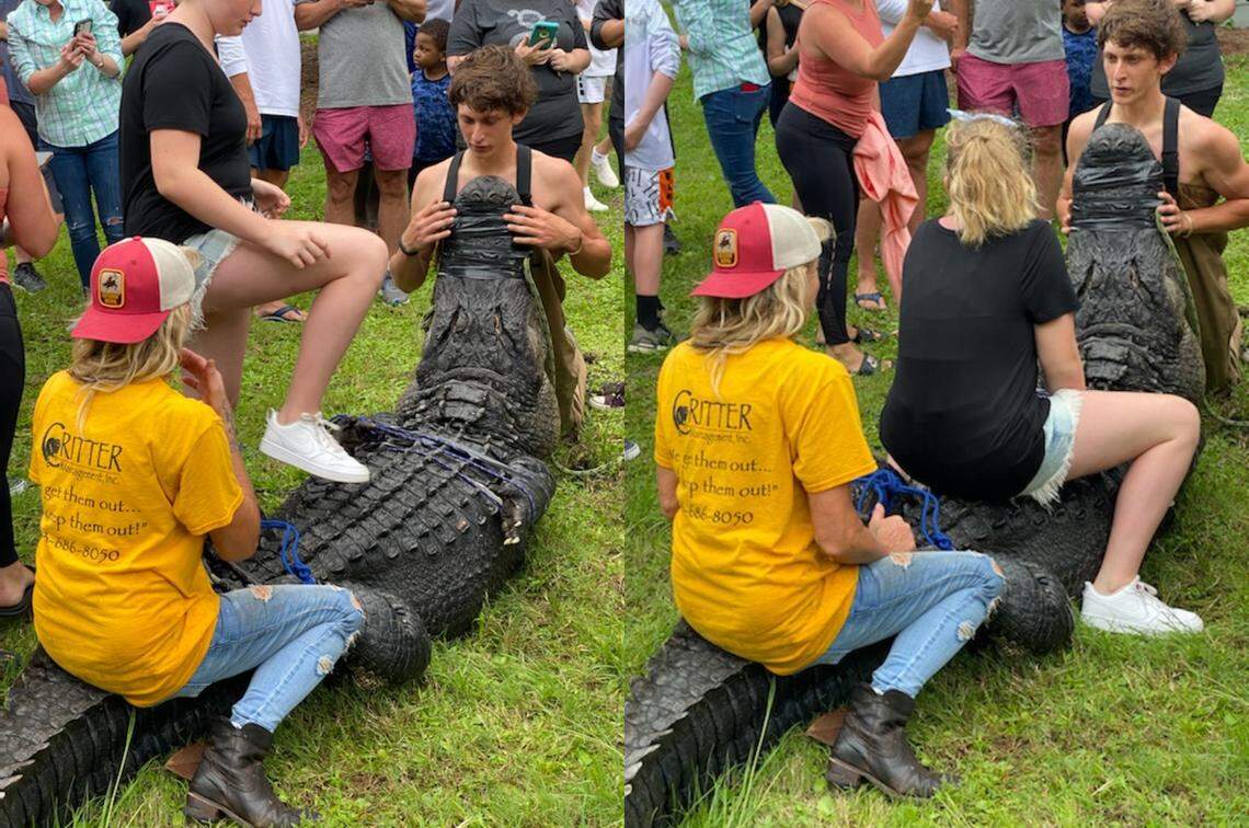 A young woman appears to “ride” an alligator captured at Legendary Golf on Hilton Head Island on May 26, 2020.