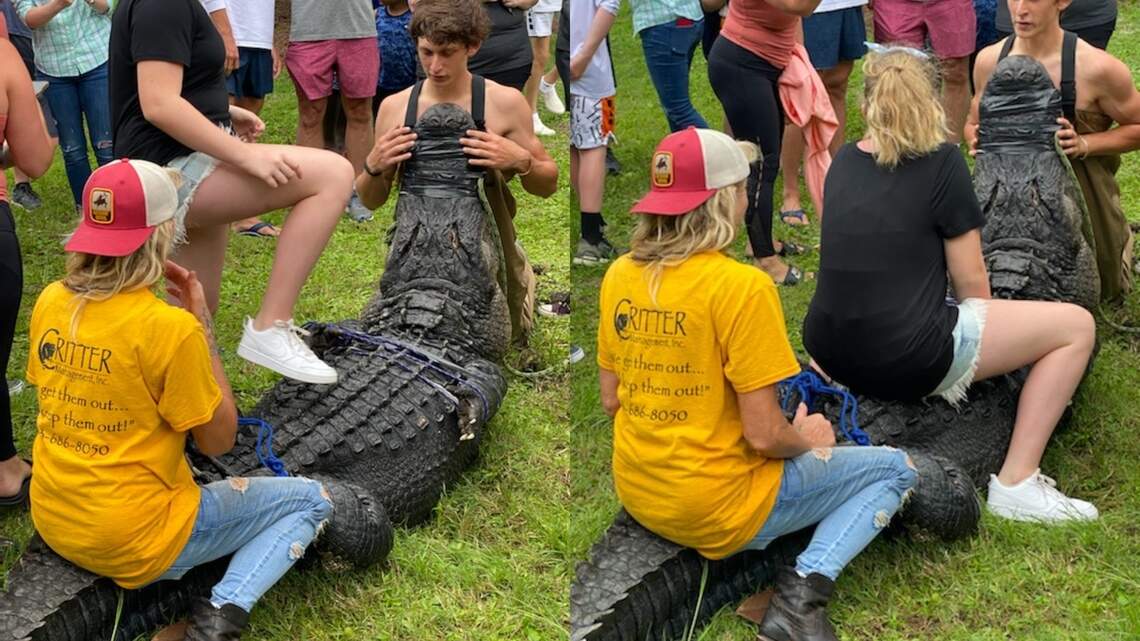 Why is terrible treatment of Hilton Head alligator legal? Fix it now | Opinion