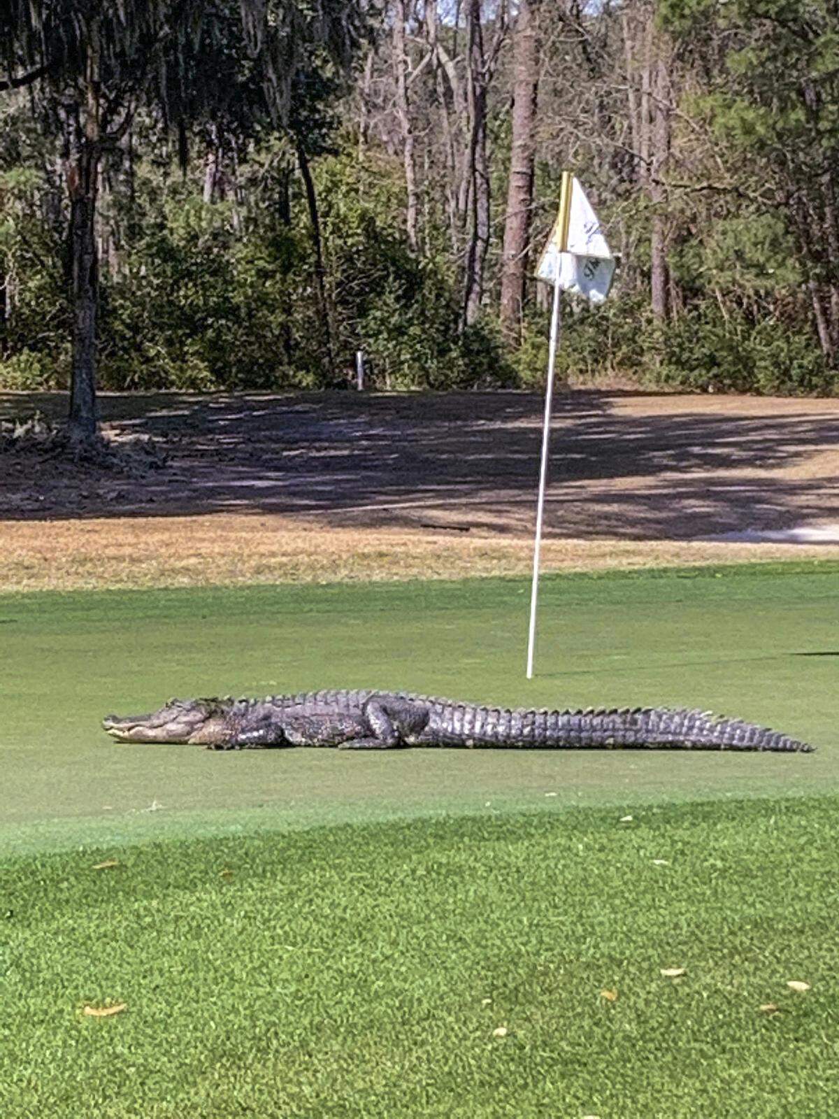 An alligator stops for a rest on Feb. 28, 2021 on a golf course green in Indigo Run on Hilton Head Island.