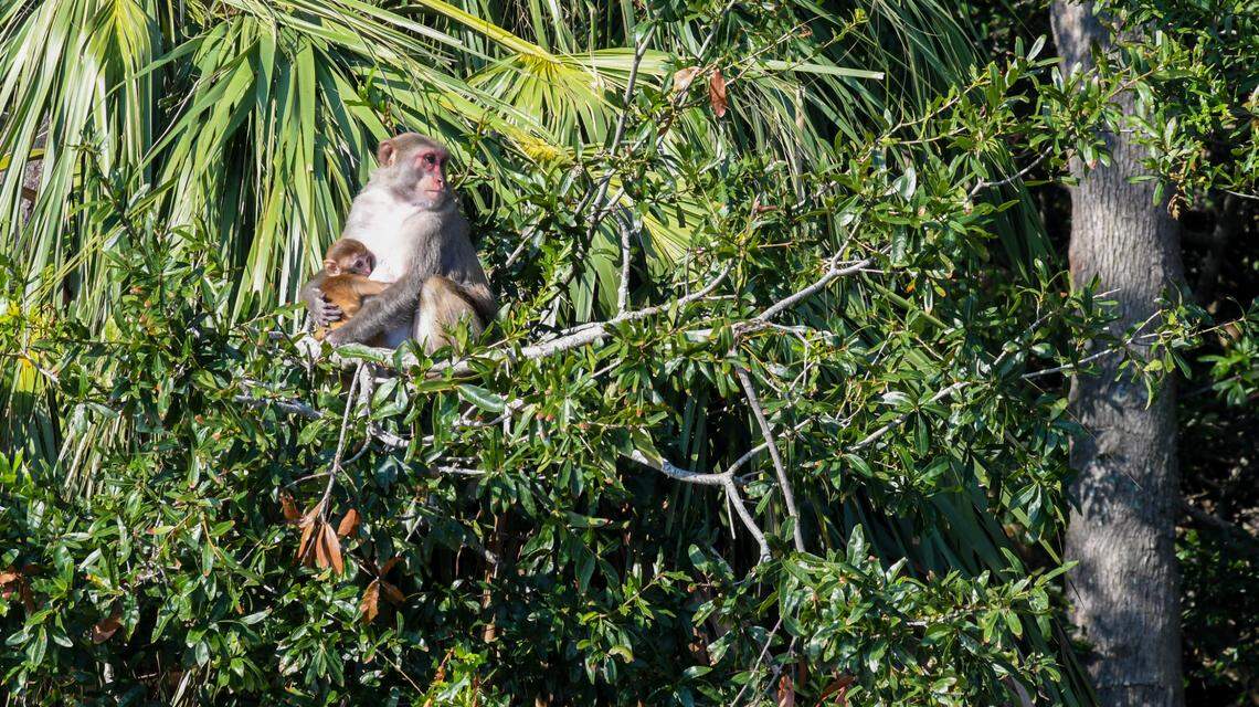 An infant rhesus macaque is held by an adult as photographed on Sept. 20, 2024, on Morgan Island located in Beaufort County just north of St. Helena Island. The island and its 3,000 monkeys are managed by Yemassee’s Alpha Genesis for the National Institutes of Health.