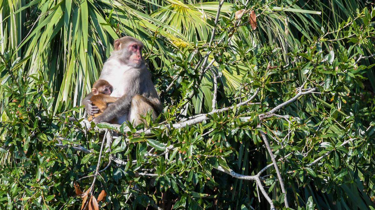 An infant rhesus macaque is held by an adult as photographed on Sept. 20, 2024, on Morgan Island, located in Beaufort County just north of St. Helena Island. The island and its 3,000 monkeys are managed by Yemassee’s Alpha Genesis for the National Institutes of Health.