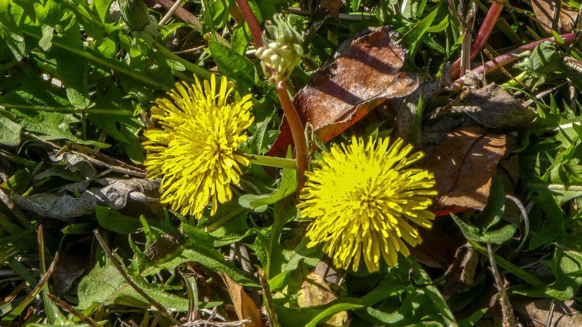 The ubiquitous dandelion: Find it wherever there’s sunlight and moisture