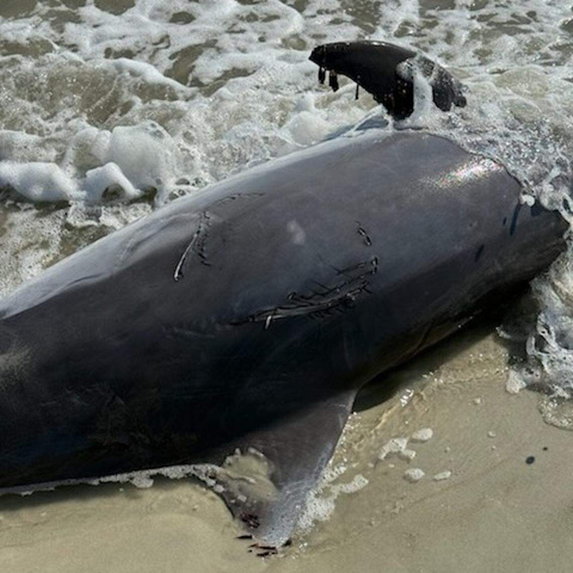 A shark bite mark was also on the dolphin’s back, but responders believe the wound was most likely inflicted postmortem, before the dolphin floated ashore.