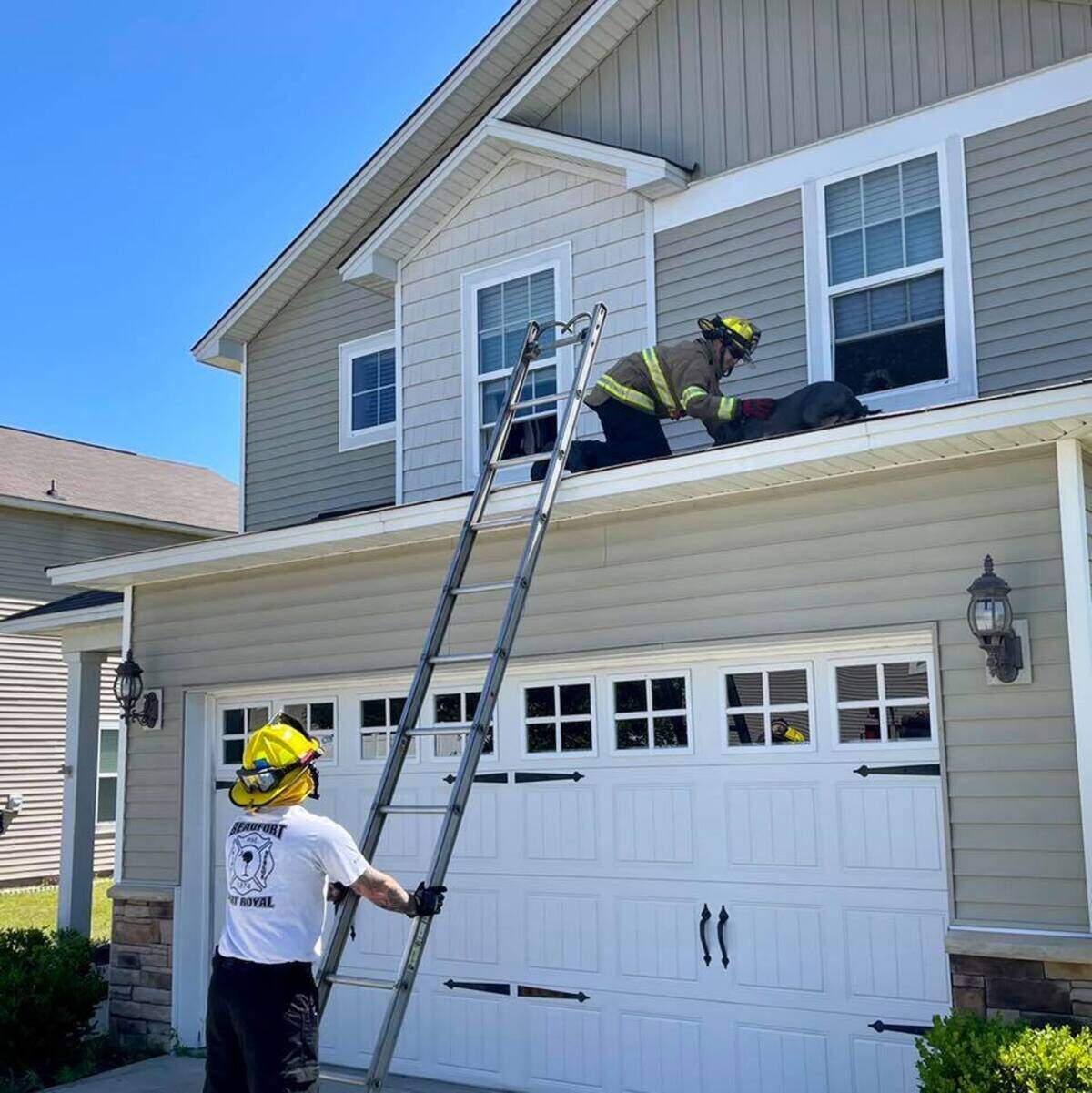 It’s not every day you see this: Firefighters rescuing a dog from a roof.
