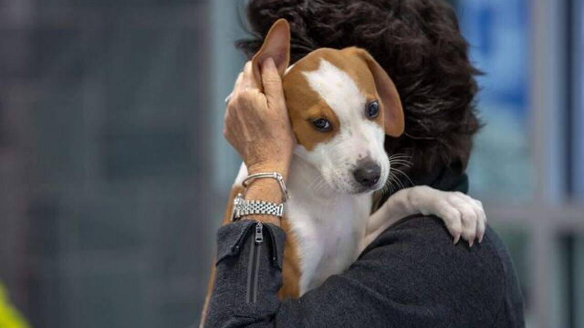 Puppies from a Beaufort County shelter to make national TV debut on Super Bowl Sunday