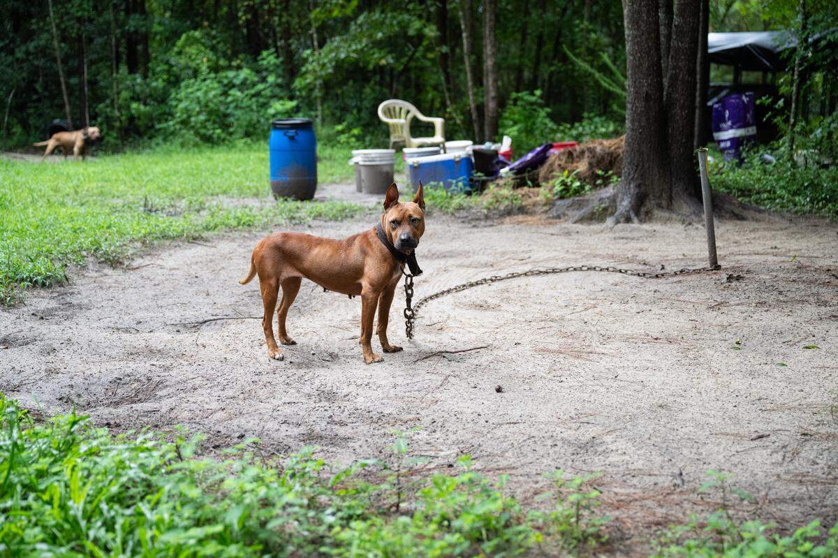 Nine dogs were found tied up outside a Seabrook home with scarring indicative of animal fighting the morning of Aug. 11, 2025, according to officials. Agents with the South Carolina Law Enforcement Division arrested a 54-year-old resident on felony charges of animal fighting and animal cruelty.