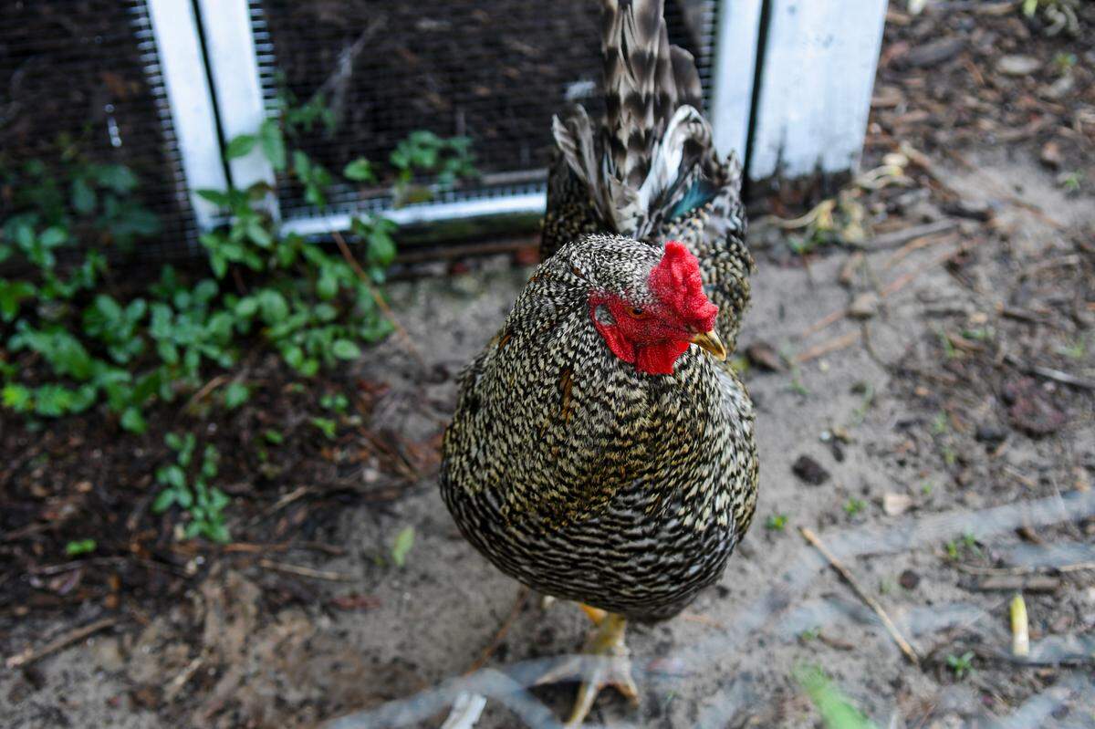 Rupert the rooster stands guard on July 14, 2025, at Helena Hills Farm, a u-pick flower and craft farm located in Hardeeville, S.C. 
