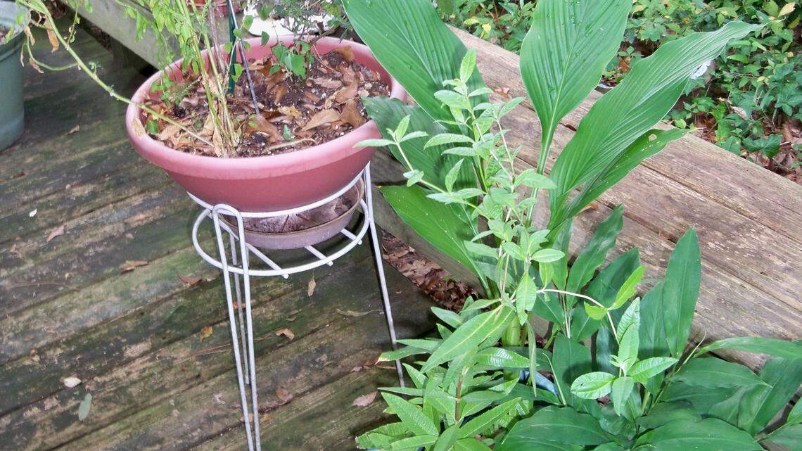 Herbs so easy to grow in Lowcountry climate