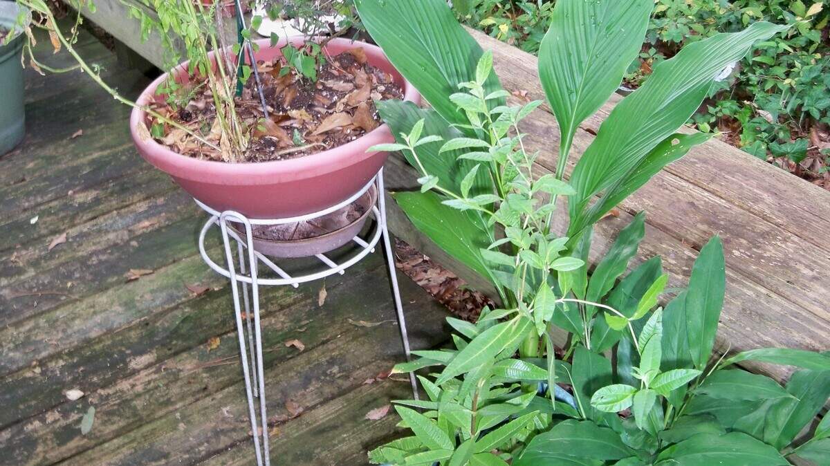 Herbs can be grown in containers.