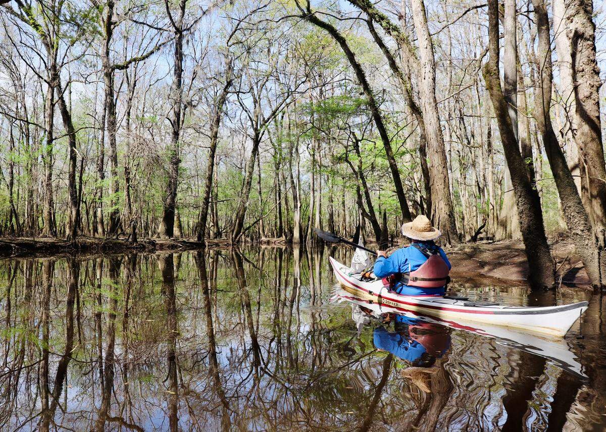Kayaker Tim Brown of Savannah navigates the flooded forest of Bates Old River. This oxbow lake is an old channel of the Congaree River and is an excellent place to view wildlife.