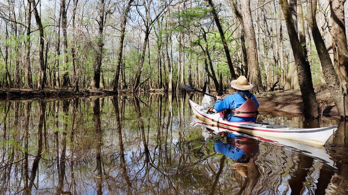 Kayaker Tim Brown of Savannah navigates the flooded forest of Bates Old River. This oxbow lake is an old channel of the Congaree River and is an excellent place to view wildlife.