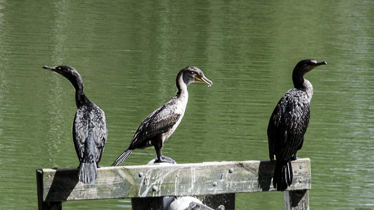 Double-crested Cormorants line up like sentries on perches near water.