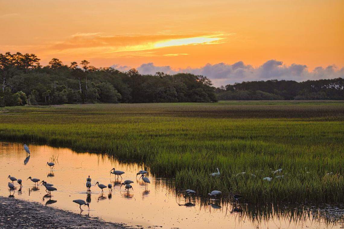 Steve Higgins took this photo of a flock of Ibis at sunrise on Pinckney Island.&nbsp;