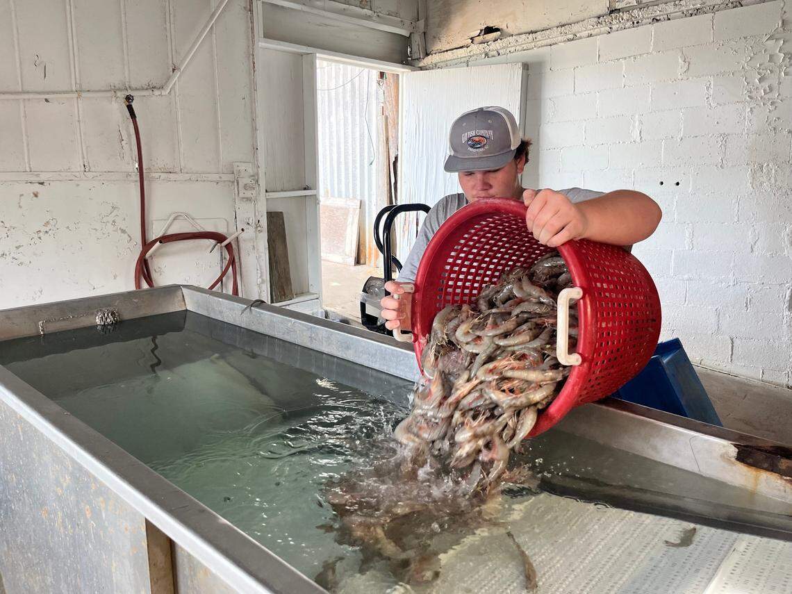 Jordan Burlew dumps shrimp into a washer at Gay Fish Co. The landmark fishing dock and retail store on Sea Island Parkway is 75 years old.