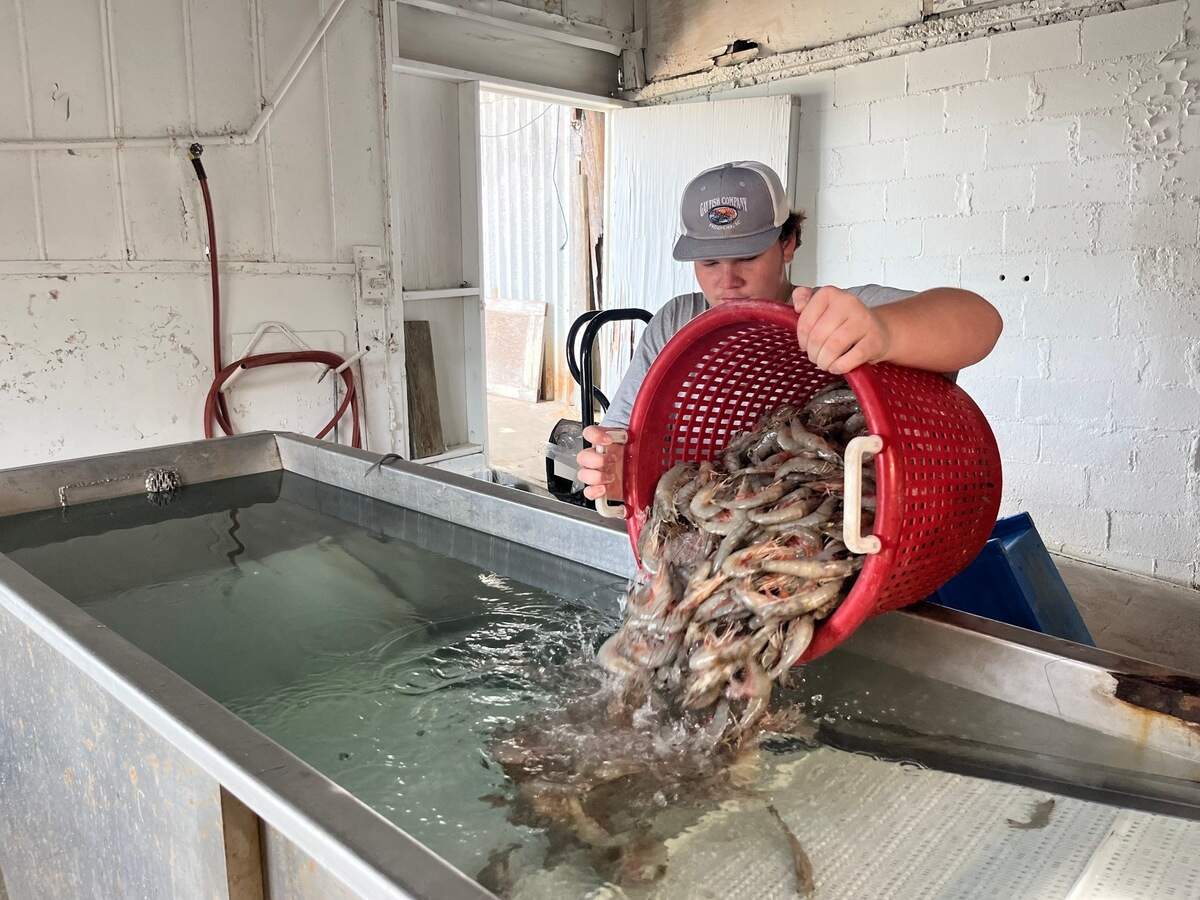 Jordan Burlew dumps shrimp into a washer at Gay Fish Co. in 2023. The landmark fishing dock and retail store on Sea Island Parkway is 75 years old.