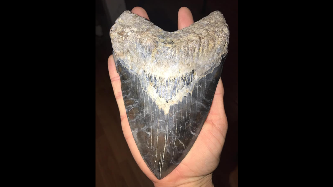 Georgia man Matthew Basak unearthed a 6.45 inch megalodon tooth at a South Carolina construction site.