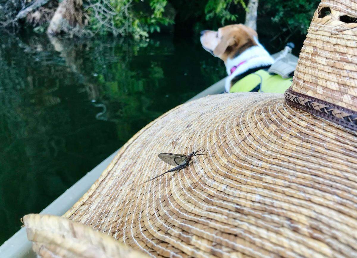 A recently-hatched mayfly rests before continuing its hazardous journey to find a mate. The waters of Stumpy Pond teem with panfish such as crappie and bream as well as bass and other fish who feast hungrily on the clouds of insects as they hover over the water.