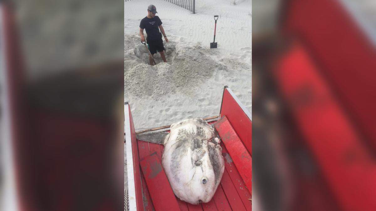 A sunfish measuring about 4 feet long is buried after washing up on Hilton Head Island Monday afternoon.