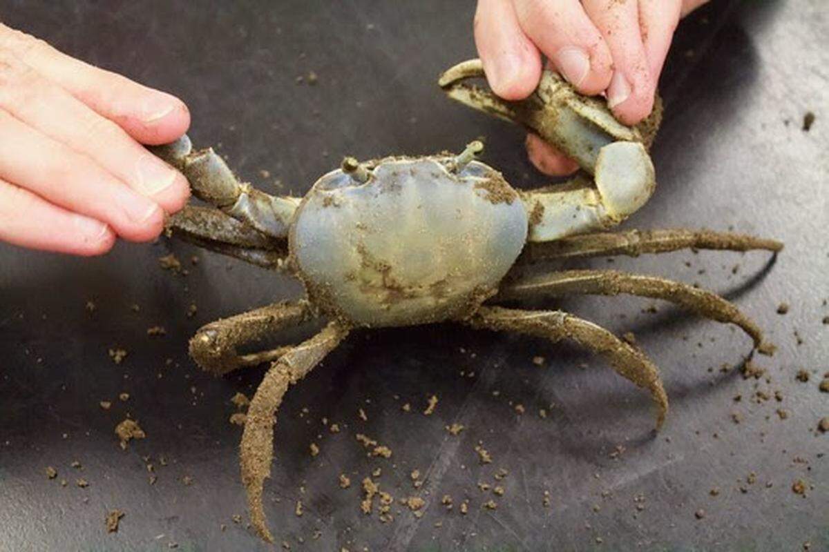 Adult male blue land crabs have one large, powerful claw and tend to grow larger than their female counterparts, according to South Carolina Department of Natural Resources.