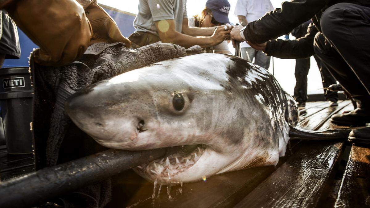 Anne Bonny, a 425 lb. juvenile white shark tagged on April 21, 2023 by OCEARCH off Ocracoke, N.C., has been pinging off the coast of South Carolina in January, 2025.