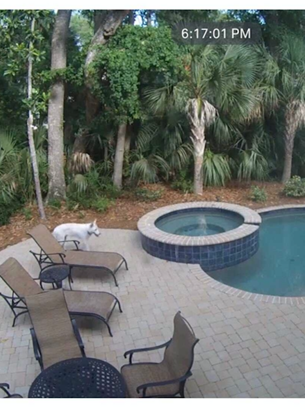 Beaufort County Animal Services spent weeks monitoring Bruno via camera on Hilton Head.