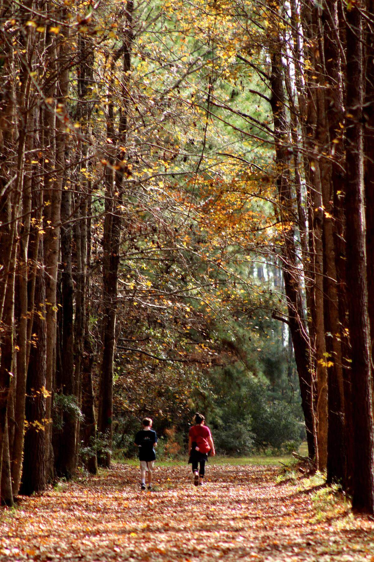 A walk in the woods: Meggett County Park near Charleston promises five miles of trails that allow you to explore pine and oak forest and a small island that offers picturesque views of vast Lowcountry marsh and glimpses of wildlife.