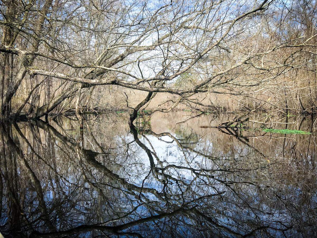In the cool air of an early spring morning, the Edisto River becomes a mirror of the sky. Here, in a quiet bend of the river, the call of wood ducks and warblers are the only sounds that break the silence.