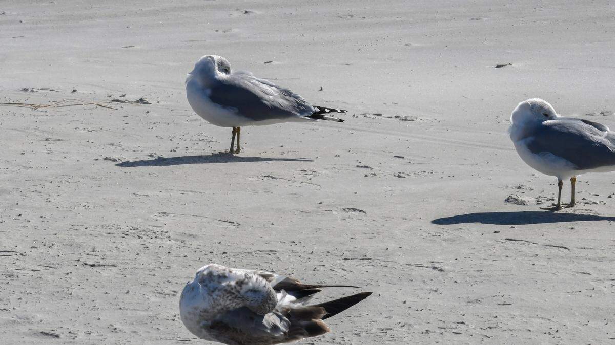 Gulls tuck their heads into their feathers as a stiff breeze comes off the Atlantic Ocean on Tuesday, Jan. 7, 2025, on Hilton Head Island. The first weeks of the new year will be particularly cold due to the arrival of a polar vortex from the high Arctic.