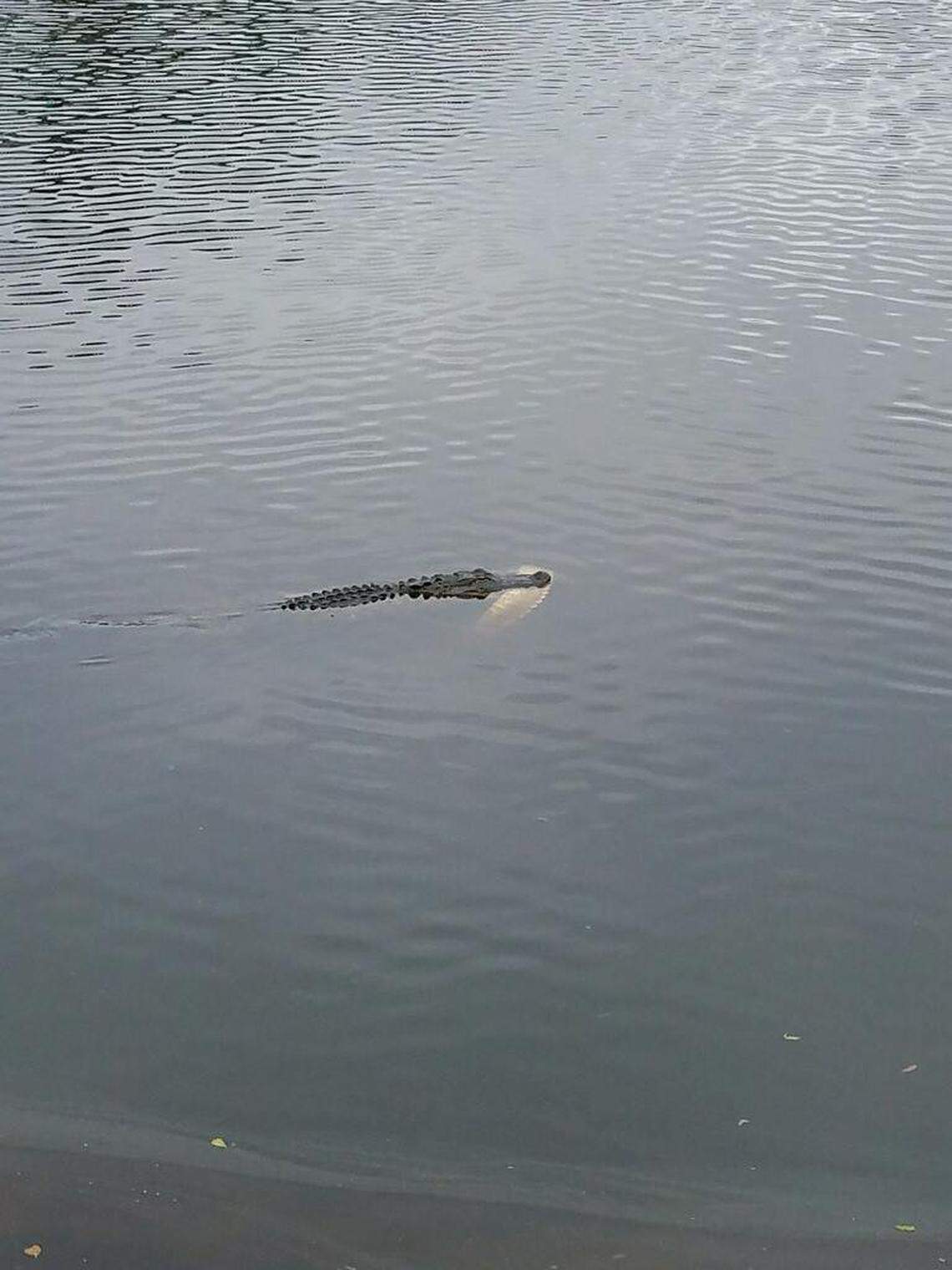 An alligator was spotted in a lake at Shipyard Golf Club with a large chunk of another alligator in its mouth on Tuesday.