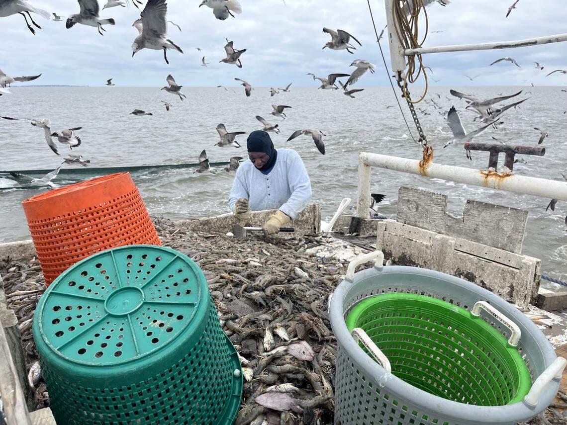 Arthur Duncan sorts shrimp from the bycatch aboard the Gracie Bell.