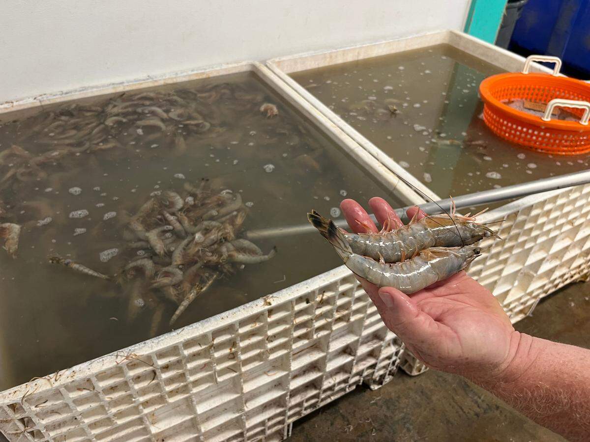 Shrimp being processed at Sea Eagle Market on St. Helena Island. The fall shrimp season is getting underway.