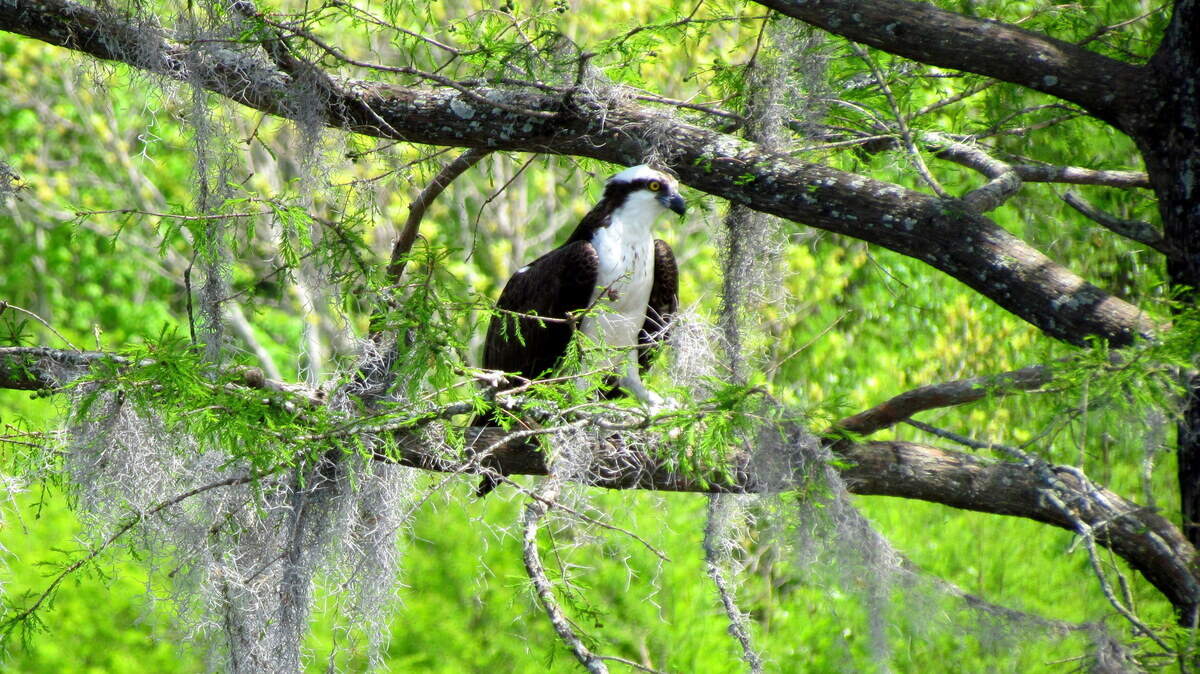 Watchful fisherman: An osprey seeks prey from atop her cypress perch at Lake Marion in South Carolina. 
