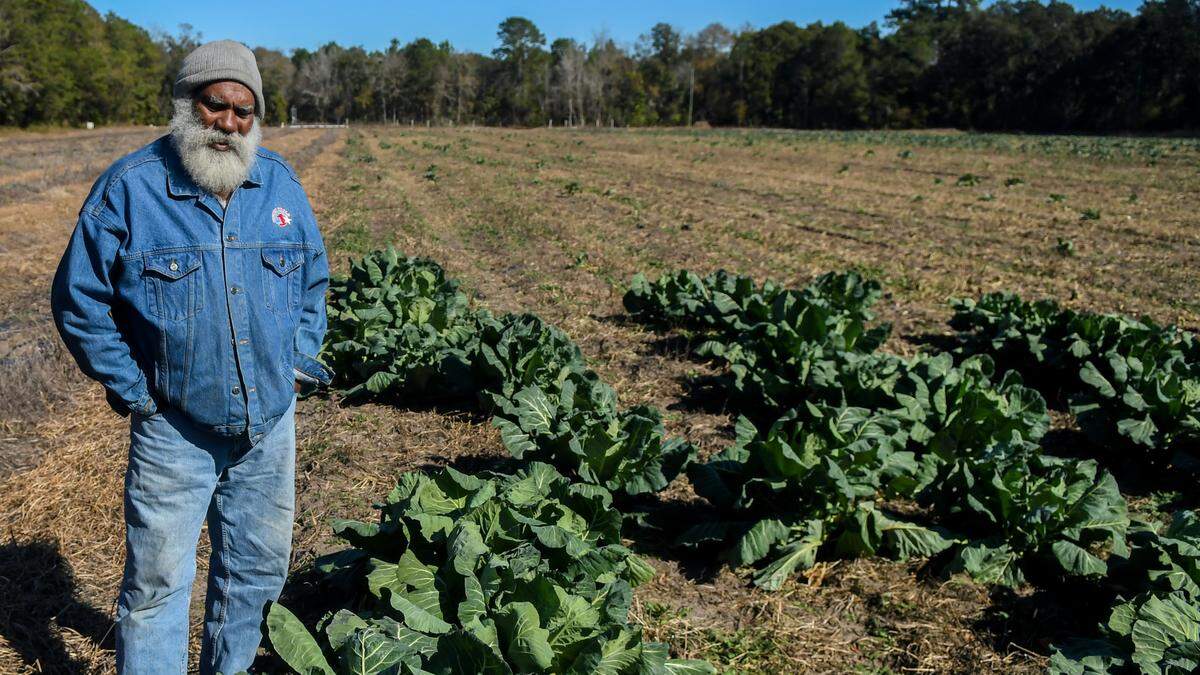 Jacky Frazier, stands among his remaining collard greens on Jan 17, 2024. He’s concerned about his strawberry crop in the wake of this week’s snowstorm but the full impact won’t be known until after the snow and ice melt, he says.