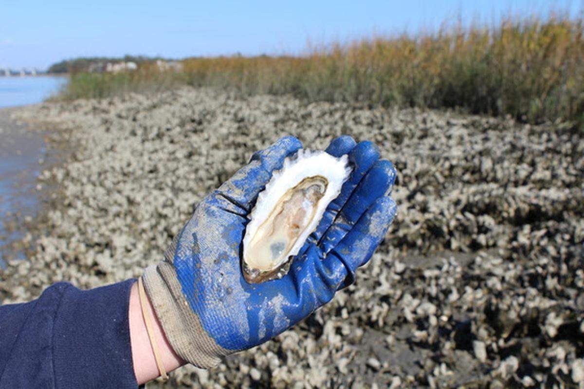South Carolina’s 2018 shellfish season opens on Monday, Oct. 1, and is expected to run through mid-May.