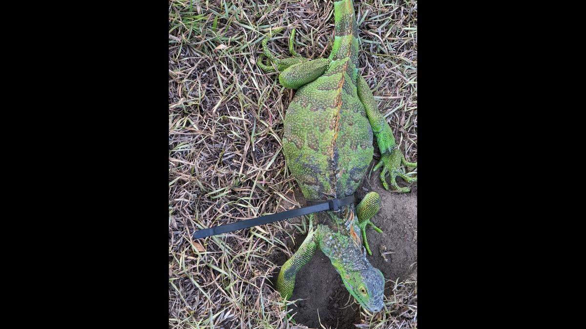 This green iguana was found with a Zip Tie around its neck in Bluffton.