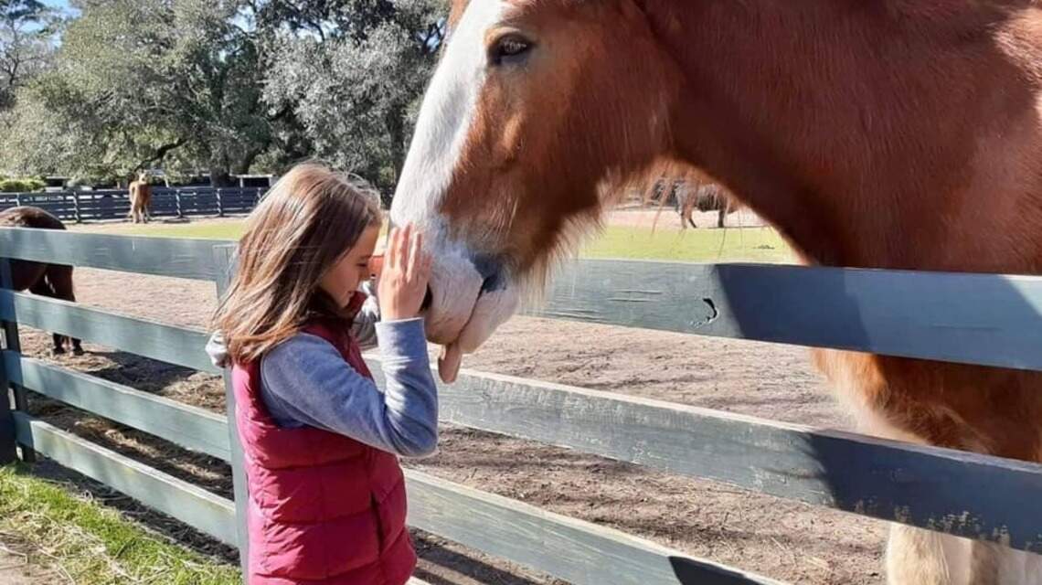 New Hilton Head trolley memorializes Sea Pines Clydesdale, island’s ‘official greeter’
