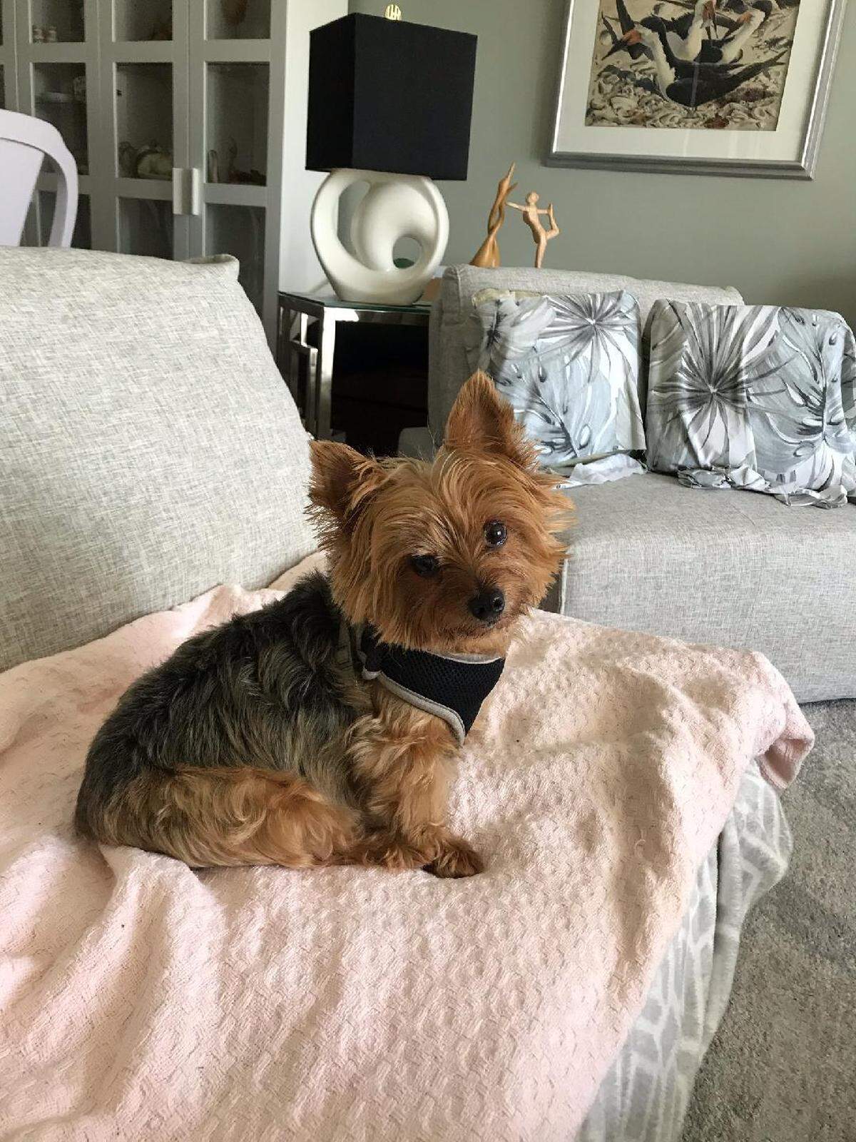 Diana Winebarger’s dog, Charlie