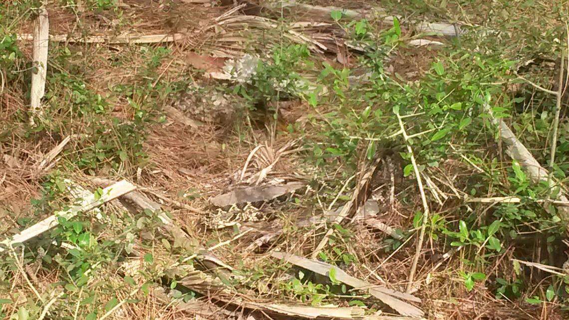 ‎Duane Langlie‎  was biking on Hunting Island June 6, 2018 when he came across the large snake.