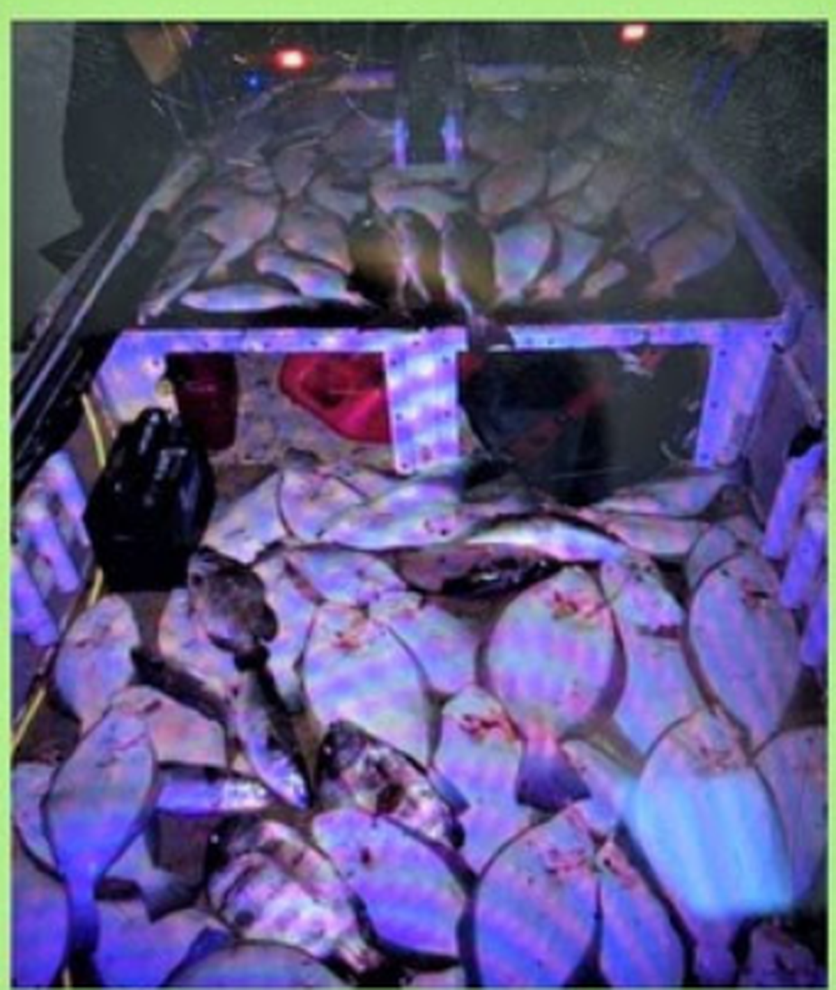 Fish seized in Bluffton that the SCDNR says were harvested and sold illegally.