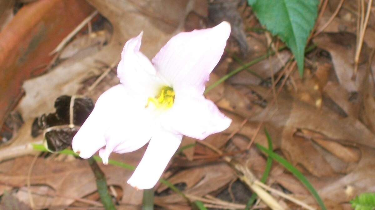 A rain lily flowers a short time, then goes to seed.