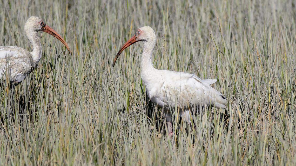 Following Supreme Court decision, Bluffton moves to better protect its wetlands