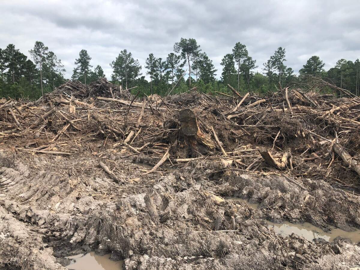 A photo of cleared trees at the future site of the expansion of Sun City Hilton Head.