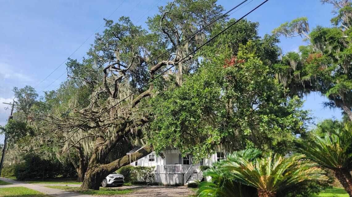 Beaufort residents call tree trim an ‘assault’ on beloved canopy. Dominion defends work