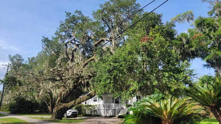 Beaufort residents call tree trim an ‘assault’ on beloved canopy. Dominion defends work