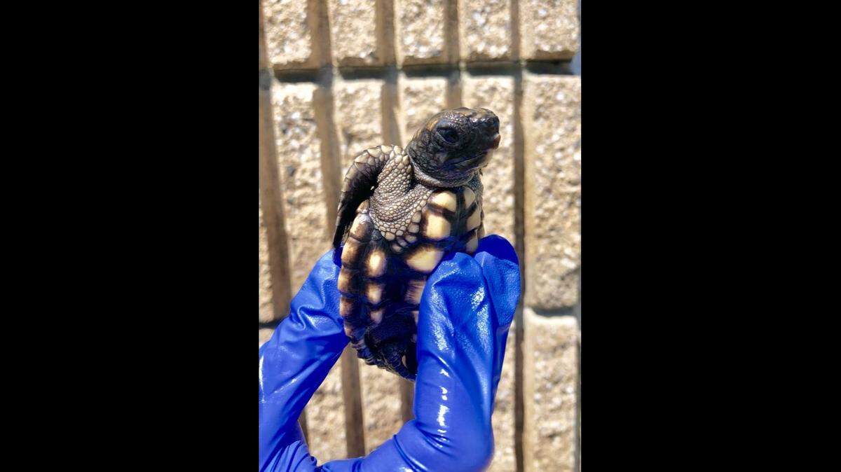 Admiral, one of six sea turtles found in a Tybee Island Hotel trash bin last summer, is at the Tybee Island Marine Science Center.