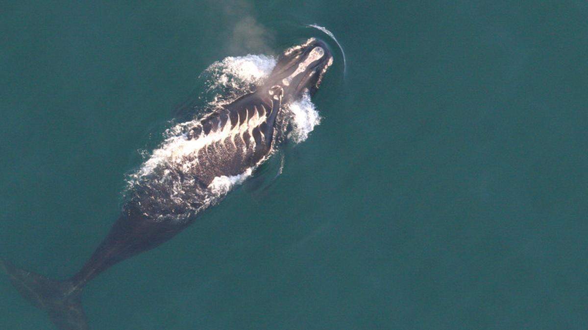 The South Carolina, Georgia Right Whale Aerial Survey team took this photo of a severely injured right whale on Jan. 20, 2011 about 20 miles east of St. Helena Sound.