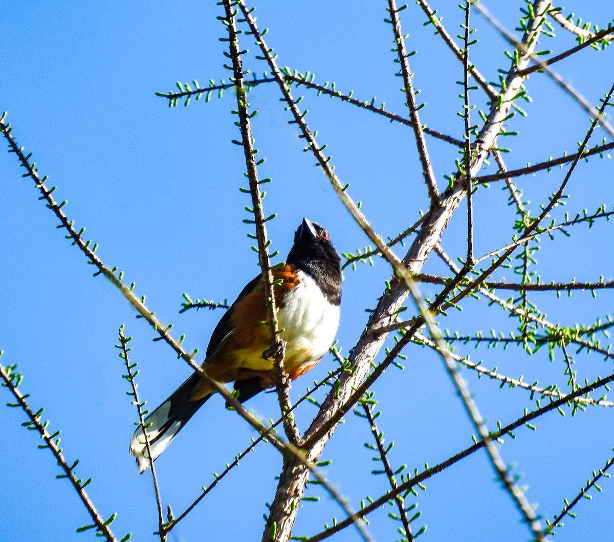 A male Eastern towhee adopts a high perch in his territory.